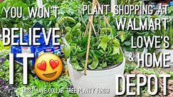 Crazy Plant Finds! Plant Shopping at big box stores! Dollar Tree, Walmart, Lowe’s, Home Depot