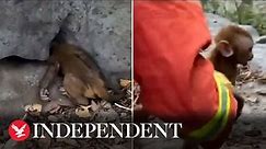 Baby monkey rescued by firefighters after getting head stuck between rocks