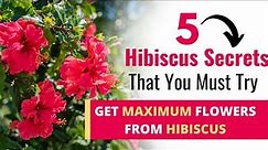 Growing Gorgeous Hibiscus (5 MUST DO TIPS)