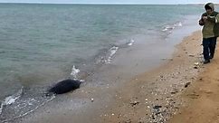 Around 2,500 seals found dead along Caspian Sea coast