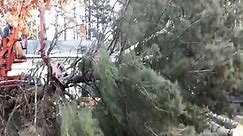 Giant pine tree removal