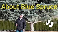 Grow Blue Spruce Trees