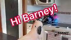 Hi Barney! 🧡🤣 #westcoastbarney #hi #hello #bonjour #ola #aloha #ahoj #hallo #gutentag #namaste #ciao #konichiwa #hola #barney #loveable #moluccan #cockatoo #parrot #barneythewestcoastcockatoo | Barney the West Coast Cockatoo