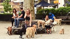 17 Best Dog Parks in New York City
