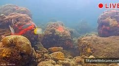 【LIVE】 Webcam Coral Reef Underwater - Miami | SkylineWebcams