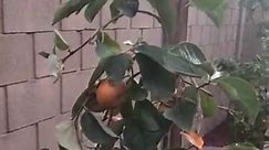 When I first planted my persimmon tree it had so many fruit 😄 | Ellen home kitchen