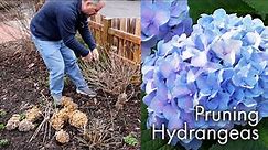 How to Prune Hydrangeas