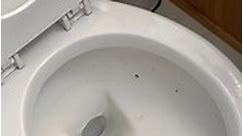 A New Way to Clean Your Toilet