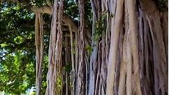 Banyan Trees at Iolani Palace #banyantree #iolanipalace #oahu #downtown #hawaii #trees #nature #naturelovers #filipinofamily Shot w/ Samsung Galaxy S20 FE | Marcial Martinez