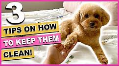 3 TIPS ON HOW TO KEEP YOUR DOG'S PAWS CLEAN| Easiest way| The Poodle Mom