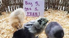 Flash chick sale! - D&L Farm and Home - Denton