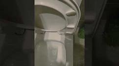 Toilet Flush in Legalega Bathroom restroom