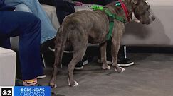 Chicago's One Tail at a Time in the CBS 2 pet rescue spotlight