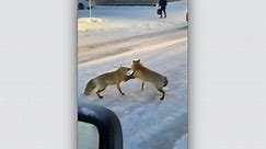 Two foxes hold up traffic in downtown Yellowknife