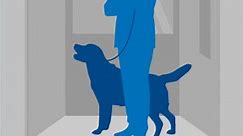 Elevator safety with pets