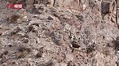 A wild snow leopard was captured on camera