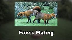 Foxes Mating
