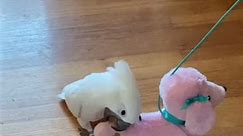 Umm, not sure what’s going on here #fyp #viral #dog #parrot #cockatoo #silly #umm #whatsup #youok #real #bird #parrotstiktok #reelsfb #reelsviral #reels | Bynni B72