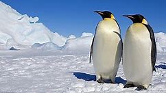 Lots and Lots of Playful Penguins - Cool, Cute and Cuddly Penguins Penguins