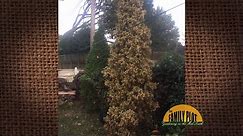 Q&A – Why are my arborvitaes dying?