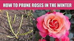 How to prune roses in the winter