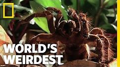 World's Biggest Spider | World's Weirdest