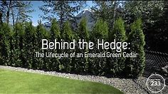 Emerald Green Hedge Grow Story