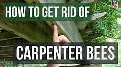 How to Get Rid of Carpenter Bees (3 Easy Steps)