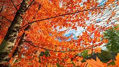 Autumn Blaze Maple Tree vs October Glory