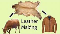 How Hides Are Converted into Leather? || Leather Making Process