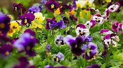 Lots of Pansy And Viola Growing Tips-Video Growing Guide
