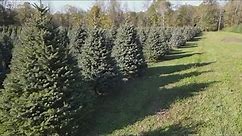 Christmas tree farms in Northeast Ohio: GO-HIO adventures