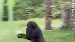 Hilarious moment gorillas run for cover from rain at London Zoo