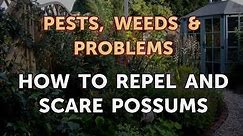 How to Repel and Scare Possums