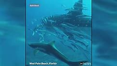 Whale shark glides past divers