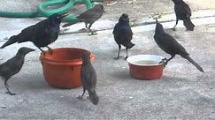 Hilarious and Ironic Video of Several Black Birds Eating the Cat Food While the Cats Watch