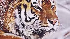 The beauty of a rare Siberian tiger. #tiger #siberiantiger #beautifulanimals #wildlife #tigerlover #tigerking #tigers #tiger🐅 #wildanimals | The Amazing World