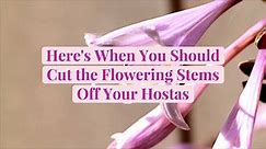 Here's When You Should Cut the Flowering Stems Off Your Hostas