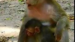 Look pity so much poor baby monkey got vomit a lot after sever head trauma by road accident - Poor baby need help