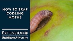 How to Trap Codling Moths