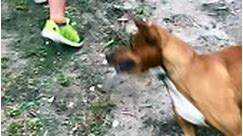Excited Dog Knocks Kid Into Dirt - video Dailymotion