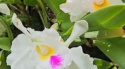 Cattleya Orchid #cattleya #cattleyaorchids #orchids #orchidlover #orchidflower | Aliza Vlog
