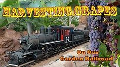 Garden Railroad Update 10-23 Part One - Switching out and Harvesting Grapes!