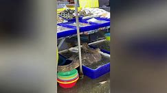 Monitor lizard cools off in seafood vendor's fish tub