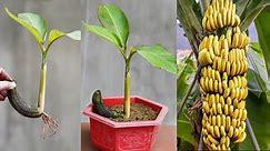 The Secret To Growing Bananas Super Quickly And Productively