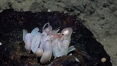 See a Newly Discovered Deep-Sea Octopus and Its Adorable Alien Children