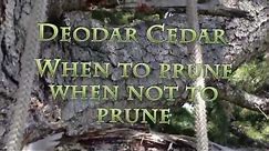 When to prune a Deodar Cedar?