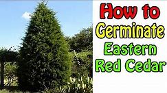 How To Germinate Eastern Red Cedar