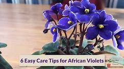 EASY tips for African Violet Care