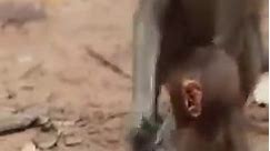 3-Baby monkey bitten by ants,_ he is very itchy | See TV